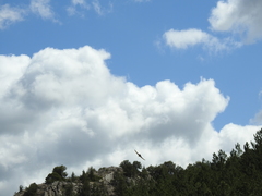 Ptyonoprogne rupestris