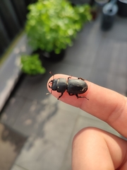 Dorcus parallelipipedus