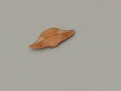 Cricula trifenestrata