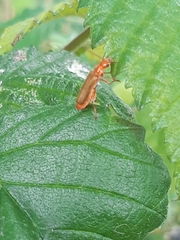 Cantharis