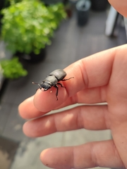 Dorcus parallelipipedus