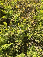 Baccharis pilularis pilularis