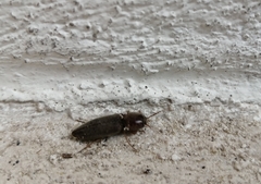 Elaterini