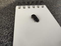 Dorcus parallelipipedus