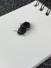 Dorcus parallelipipedus