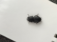 Dorcus parallelipipedus