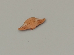 Cricula trifenestrata