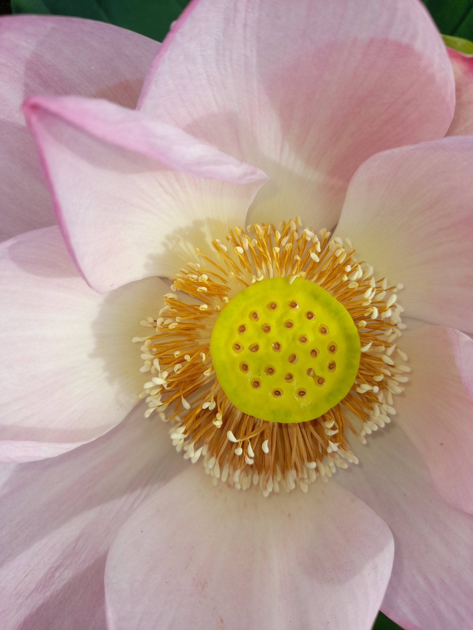 Nelumbo nucifera