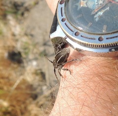 Neodorcadion bilineatum