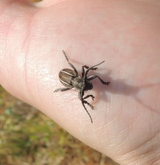 Neodorcadion bilineatum