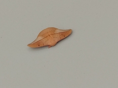 Cricula trifenestrata