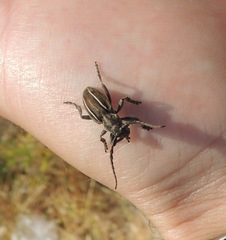 Neodorcadion bilineatum