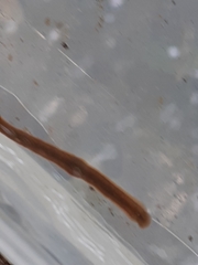 Erpobdellidae
