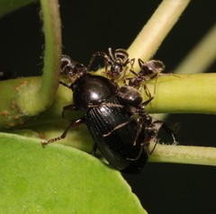 Nalassus dermestoides