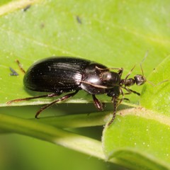 Nalassus dermestoides