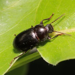 Nalassus dermestoides