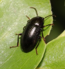 Nalassus dermestoides