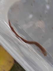 Erpobdellidae