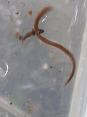 Erpobdellidae