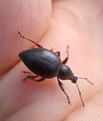 Otiorhynchus clavipes