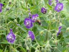 Bombus hypnorum