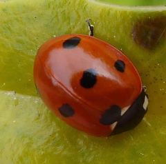 Coccinella septempunctata