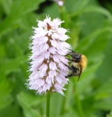 Bombus pascuorum