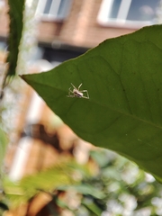 Araneae