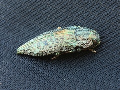 Dicerca chlorostigma