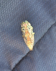 Dicerca chlorostigma