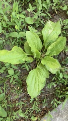 Plantago major