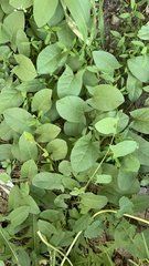 Convolvulus arvensis