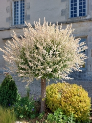 Salix integra