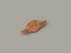 Cricula trifenestrata