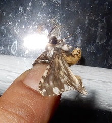 Lymantria fuliginosa