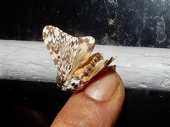 Lymantria fuliginosa