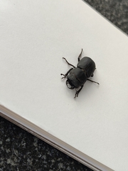 Dorcus parallelipipedus