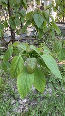 Catalpa