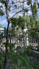 Catalpa