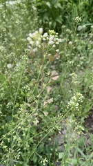 Capsella bursa-pastoris