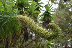 Dacryobolus angiospermarum