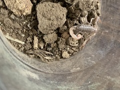 Paruroctonus silvestrii