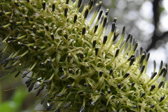 Dacryobolus angiospermarum