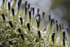 Dacryobolus angiospermarum