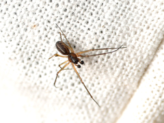 Neriene peltata