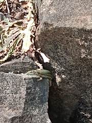 Podarcis pityusensis