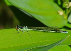 Enallagma antennatum