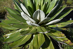Dendrosenecio