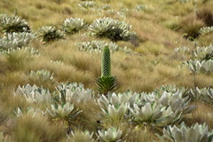 Dendrosenecio