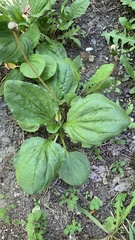 Plantago major